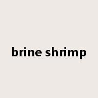 brine shrimp是什么意思