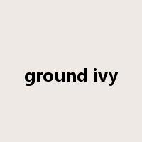 ground ivy是什么意思