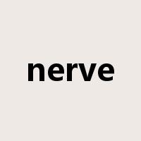 nerve是什么意思