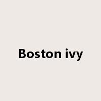 Boston ivy是什么意思