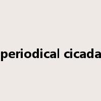 periodical cicada是什么意思