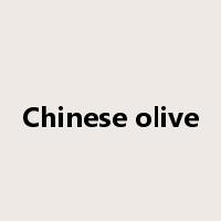 Chinese olive是什么意思