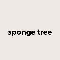 sponge tree是什么意思