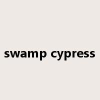 swamp cypress是什么意思