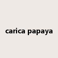 carica papaya是什么意思