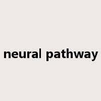 neural pathway是什么意思