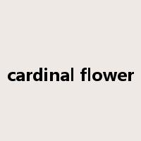 cardinal flower是什么意思