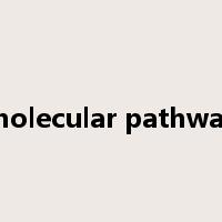 molecular pathway是什么意思