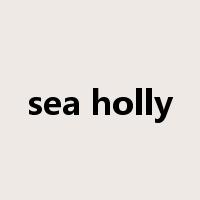 sea holly是什么意思