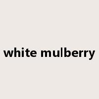white mulberry是什么意思