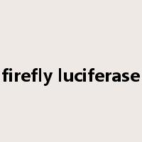 firefly luciferase是什么意思