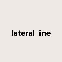 lateral line是什么意思
