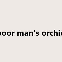 poor man's orchid是什么意思