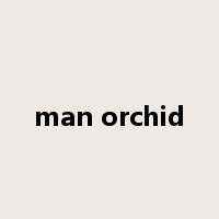 man orchid是什么意思
