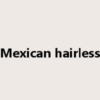 Mexican hairless是什么意思