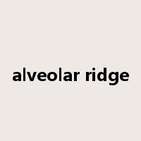 alveolar ridge是什么意思